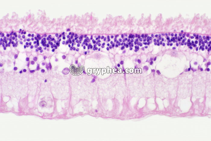 Rétine Mammifère x100 - gryphea.org